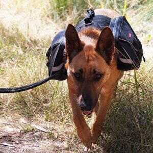 Ezydog Dog Backpack Summit w/Chest Plate Harness Size M